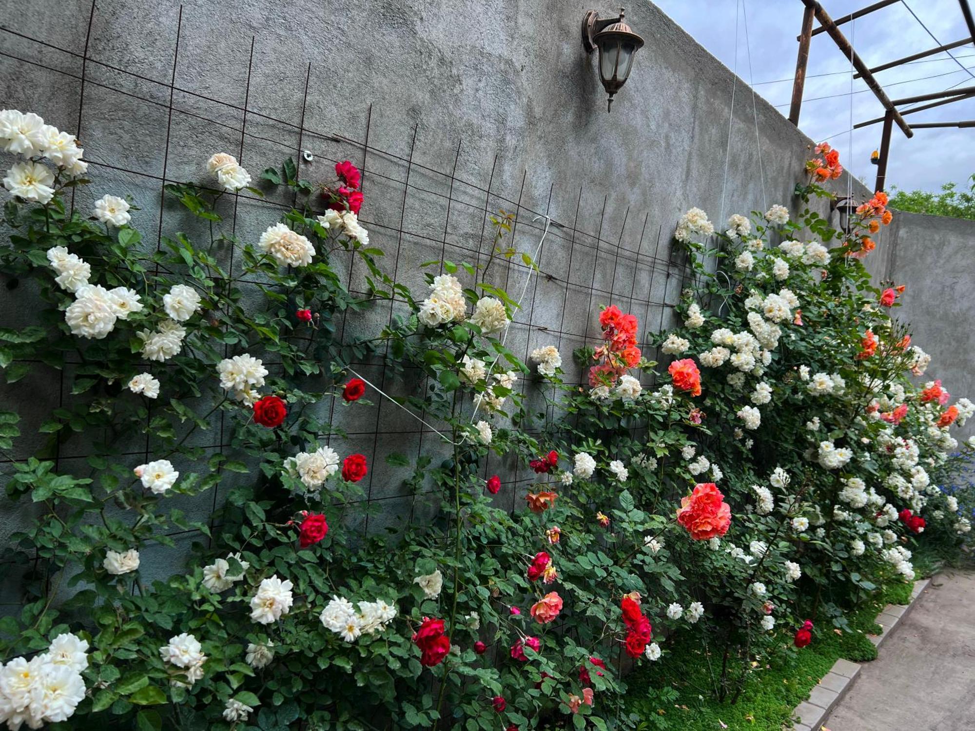 Hillside Guest House يريفان المظهر الخارجي الصورة